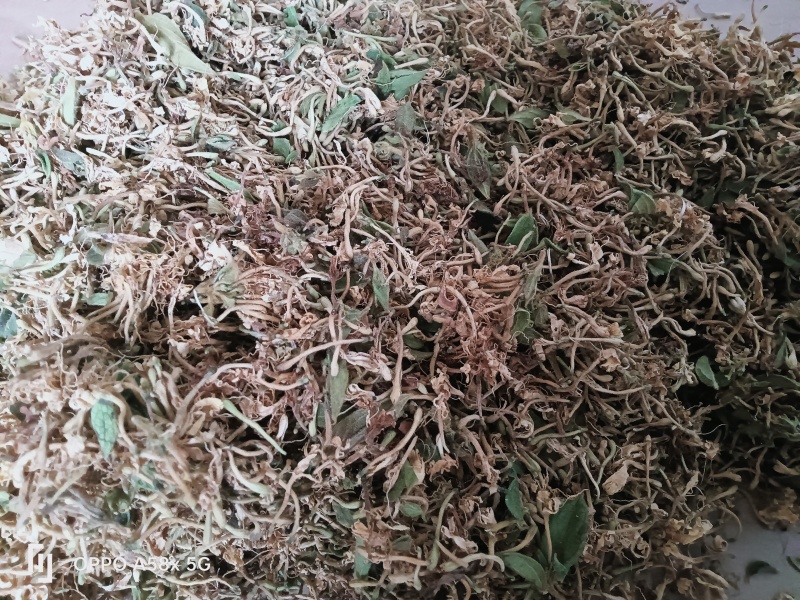 贵州安龙县德卧镇金银花