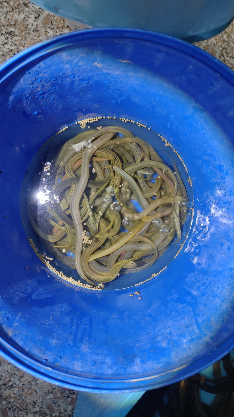 黄鳝