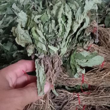 野生地胆草