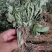 野生地胆草