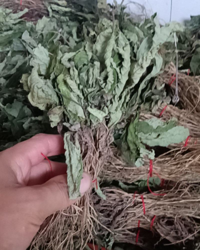 野生地胆草