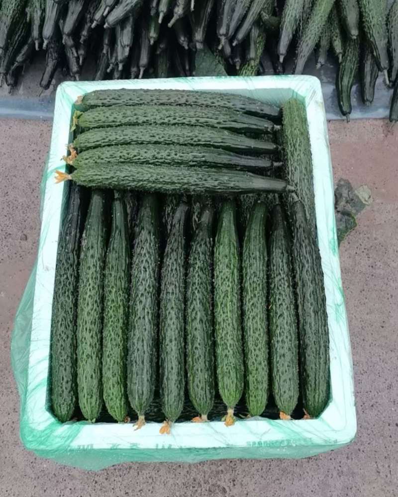 贵州密刺黄瓜黑油，可供市场电商，量大从优，诚信合作2000