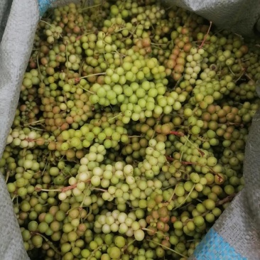 五味子青果