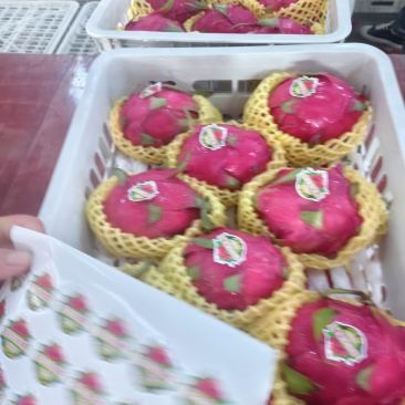 广西火龙果