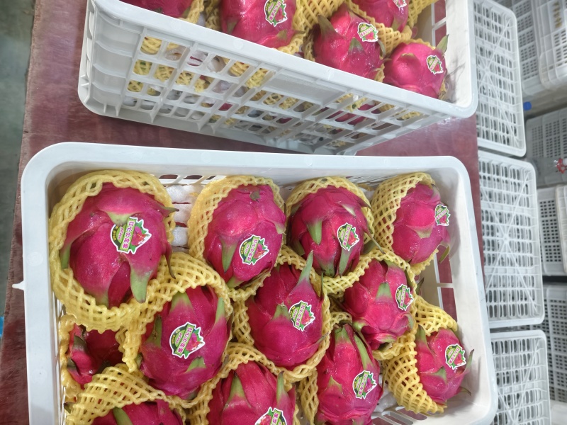 广西火龙果