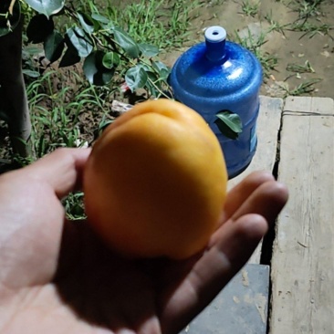 黄油桃次果软桃榨汁用