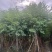 宫粉紫荆3-5-8-10-12-15-18分