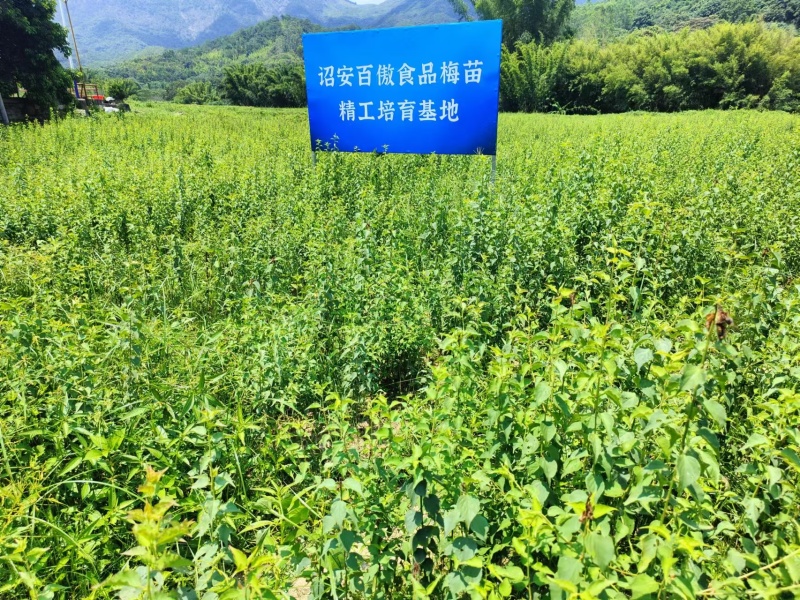 青梅嫁接苗（0.5x40）