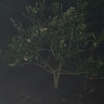 青柠