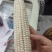 白糯玉米