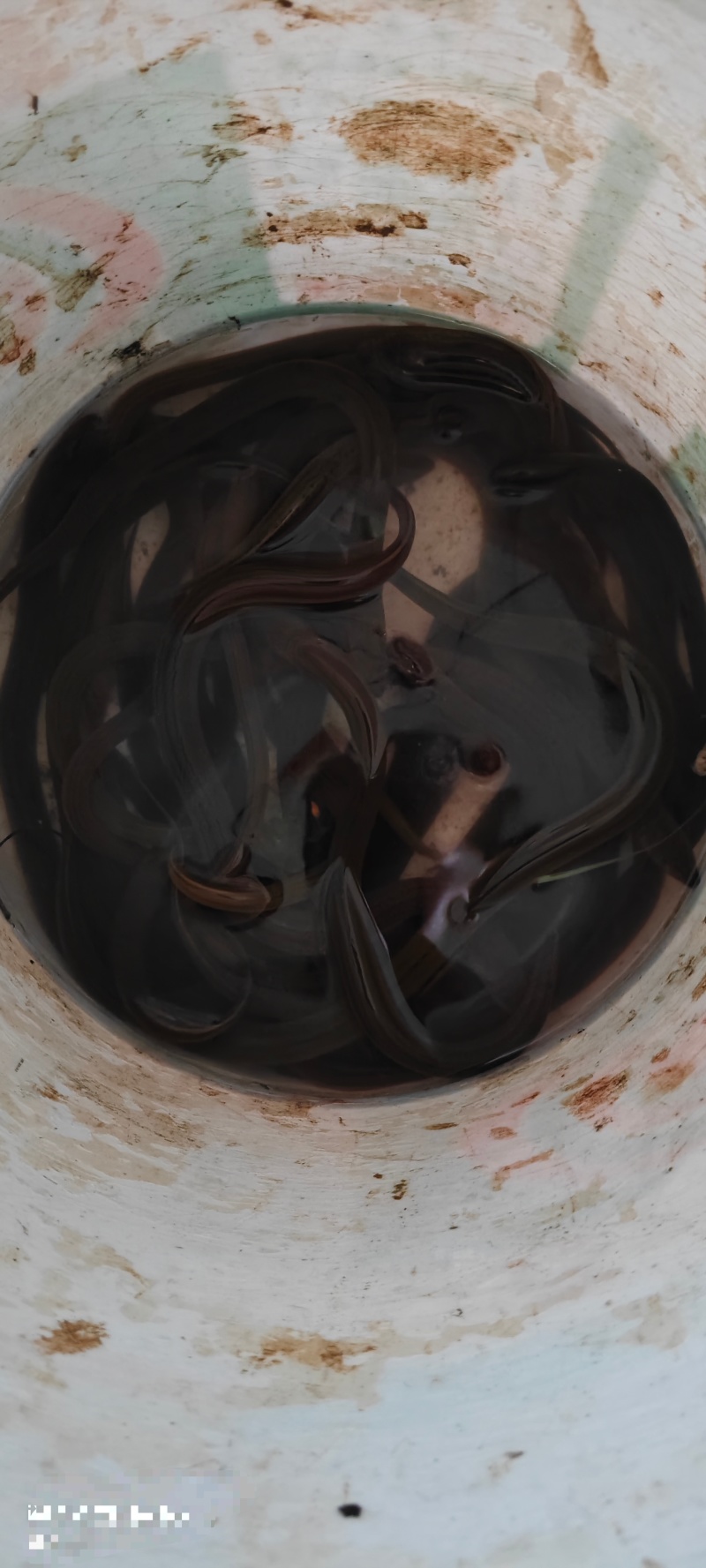 黄鳝