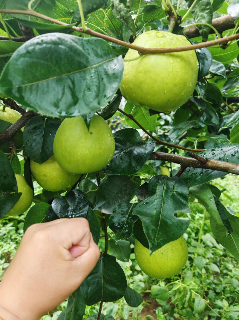 梨（翠玉）