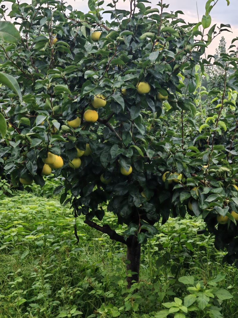 梨（翠玉）
