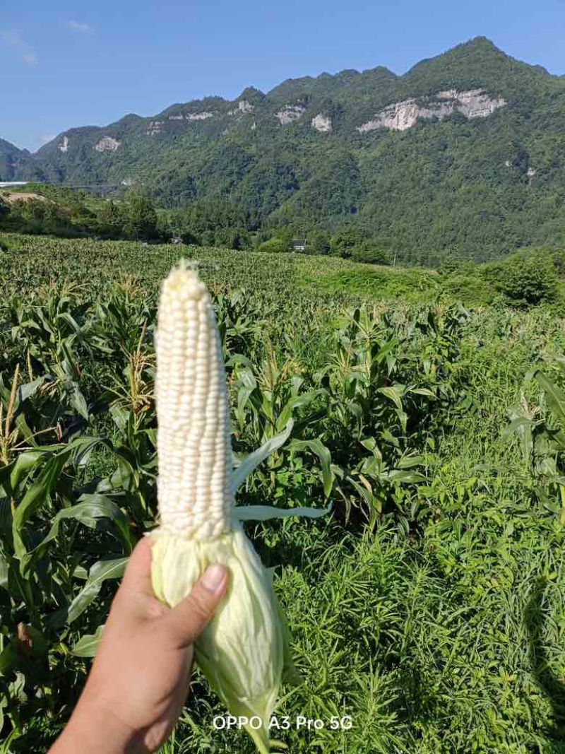 糯玉米/万糯，超嫩、未摘，下单多少摘多少