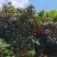 广西横州市陂头村几十万斤荔枝上市主要品种禾荔和鸡嘴，一块出头