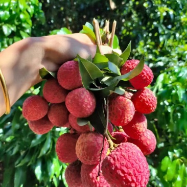 仙进奉荔枝