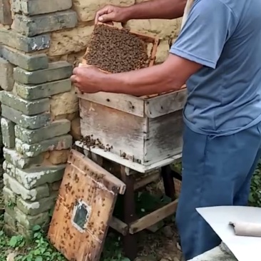 自己家老人养的蜂蜜