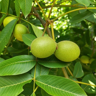 四川大凉山青皮核桃