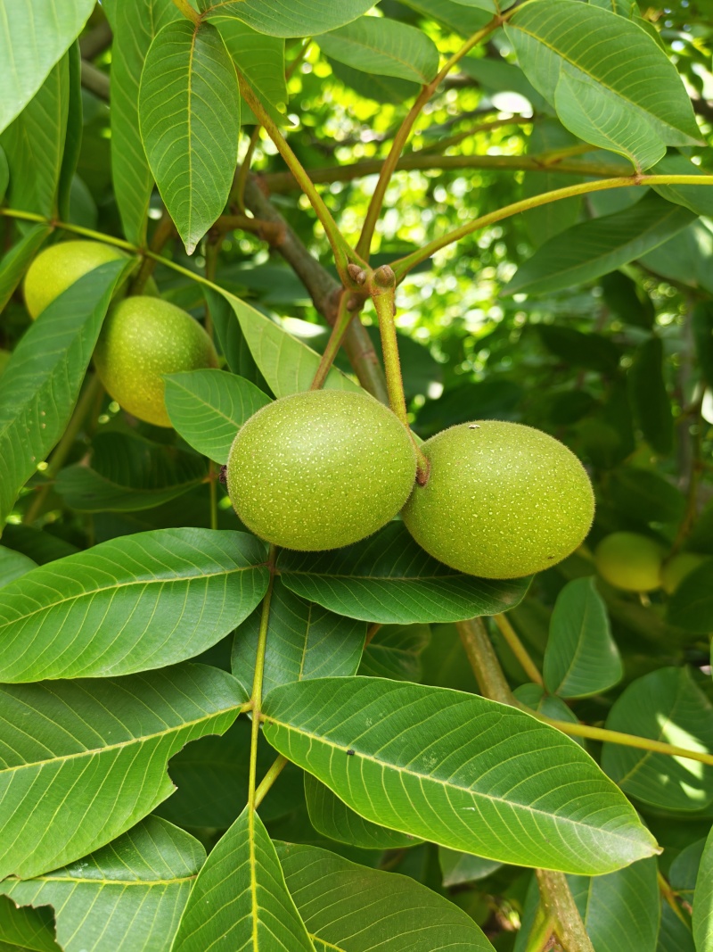 四川大凉山青皮核桃
