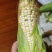 黄山黄甜水果玉米