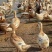 红麻鸭5000个平均4.67加黄