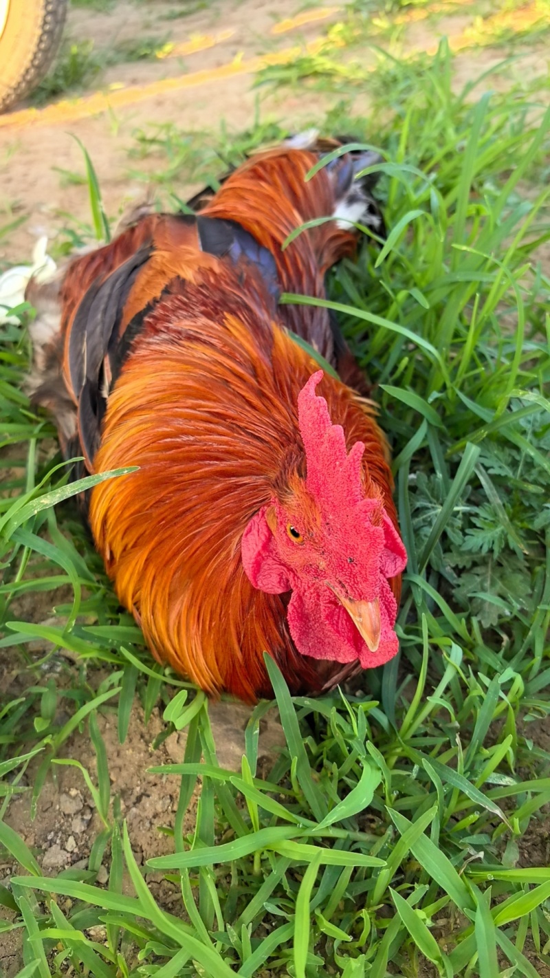 笨公鸡