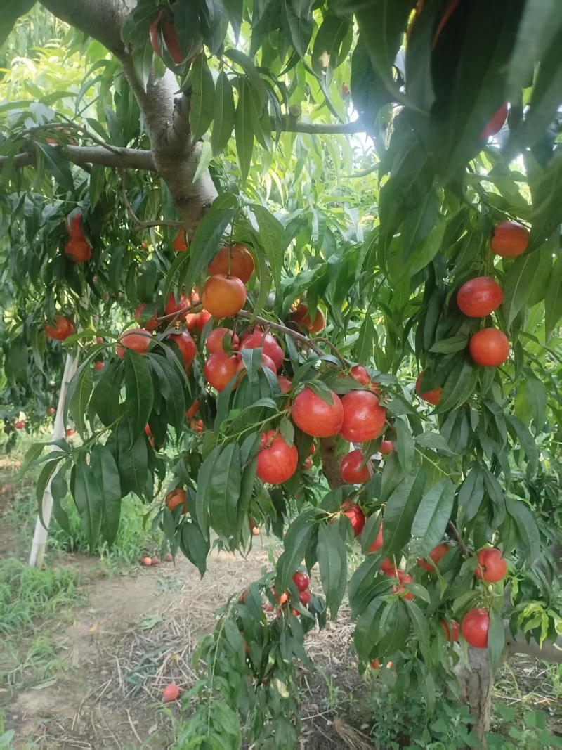 河北保定徐水红油桃