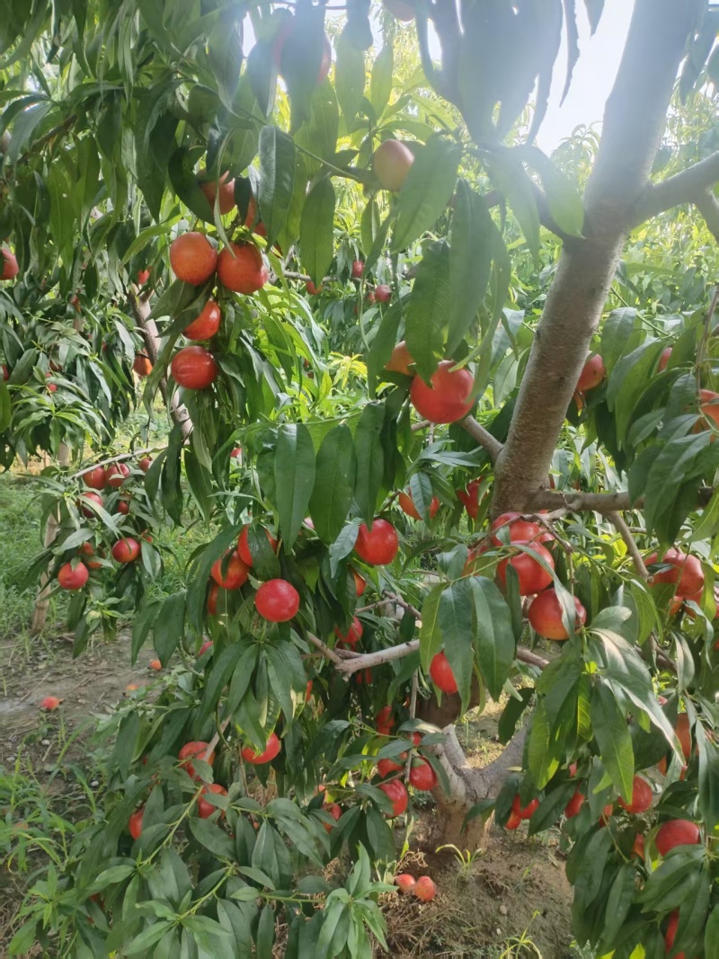 河北保定徐水红油桃