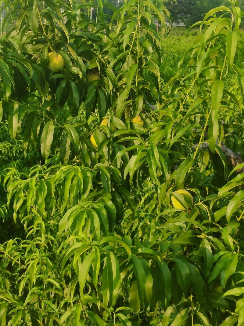 黄桃