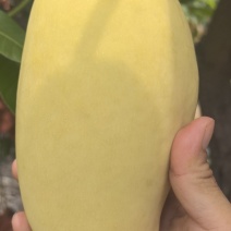海南昌江红玉芒果农直发无中介一级果