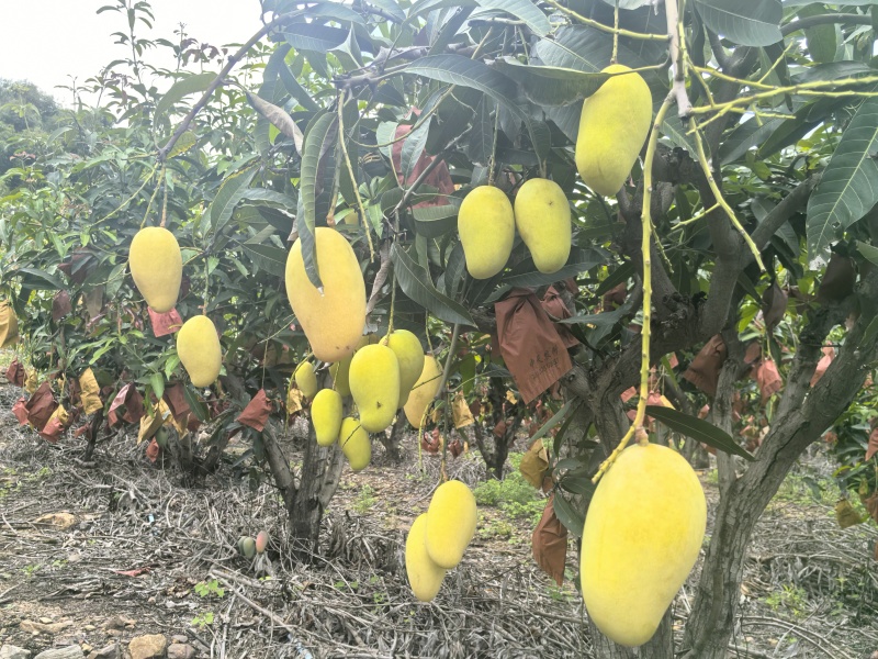 海南昌江红玉芒果农直发无中介一级果