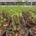 留兰香薄荷、留兰香纯露