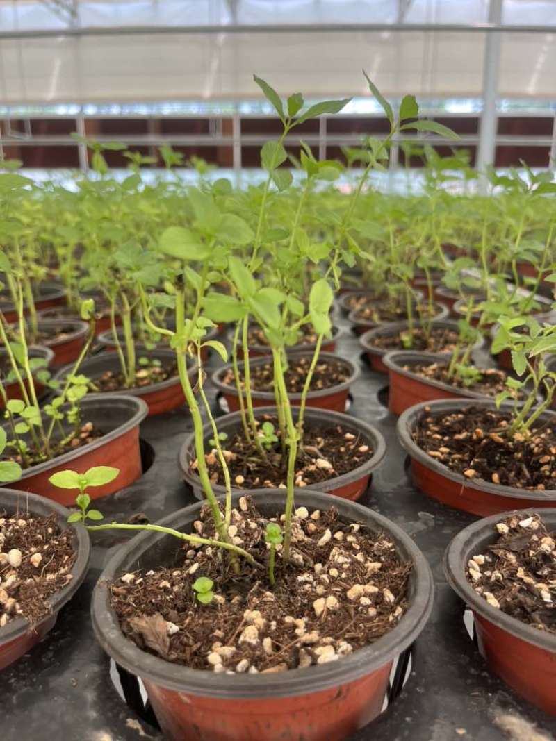 留兰香薄荷、留兰香纯露