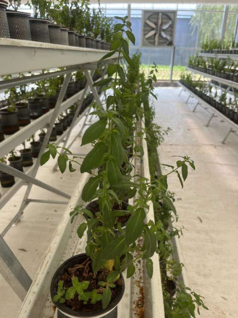 留兰香薄荷、留兰香纯露