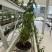 留兰香薄荷、留兰香纯露