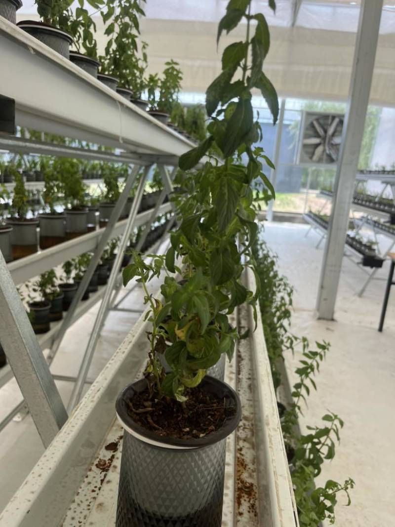 留兰香薄荷、留兰香纯露