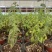 留兰香薄荷、留兰香纯露