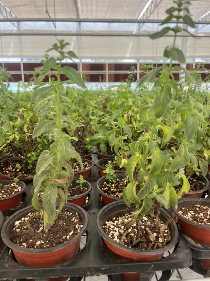 留兰香薄荷、留兰香纯露