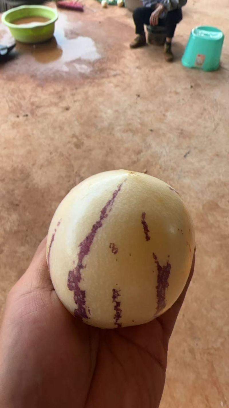 大量出售人参果，大中小果，熟果，生果