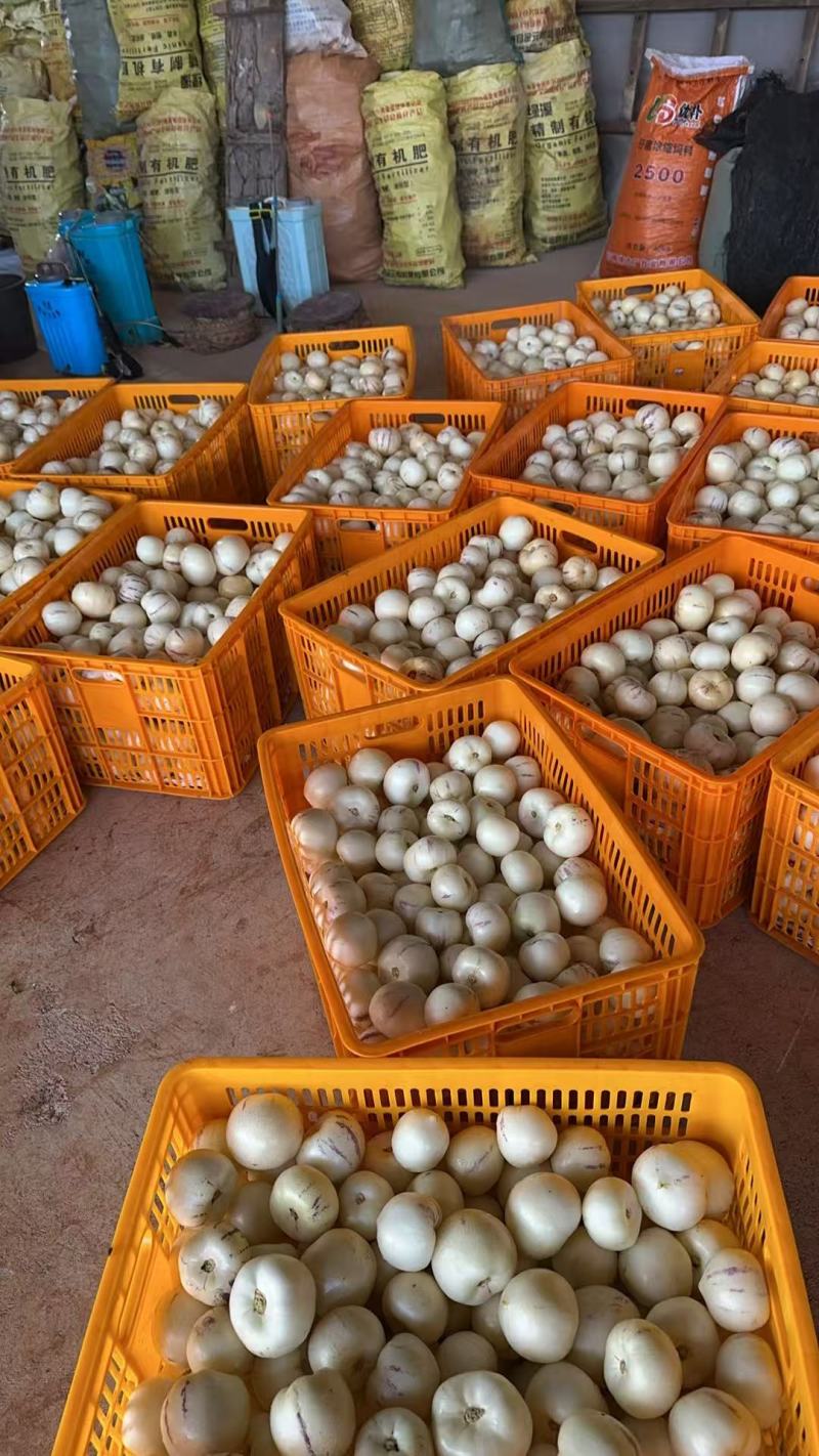 大量出售人参果，大中小果，熟果，生果