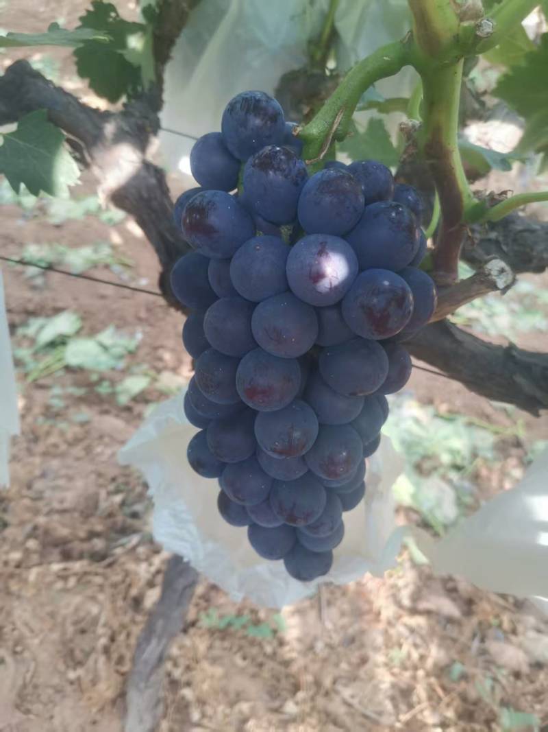 早熟夏黑葡萄