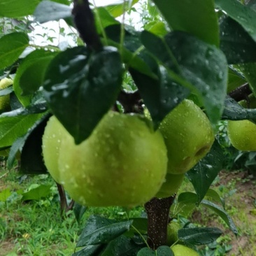 苍溪脆冠梨