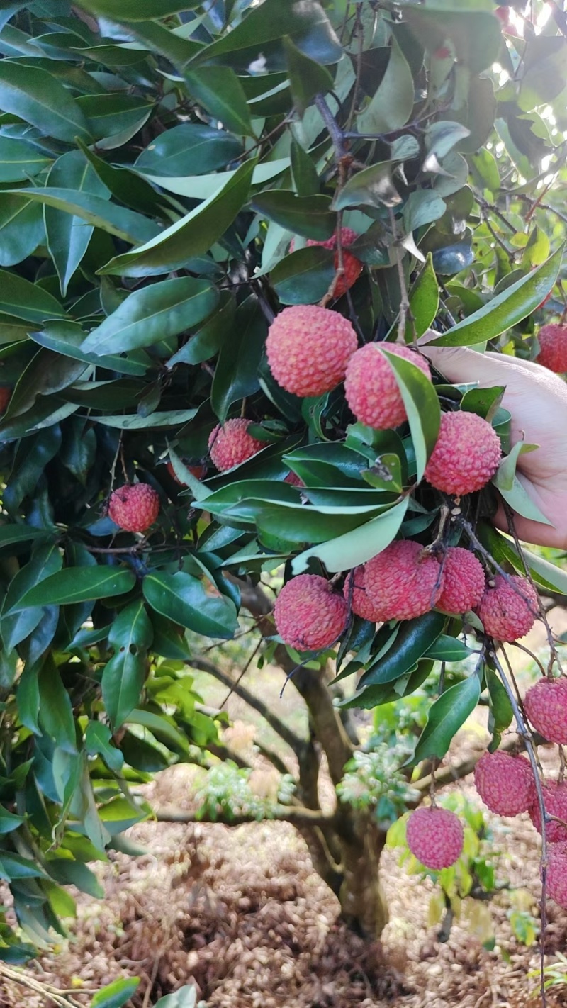 广州市増城桂味荔枝