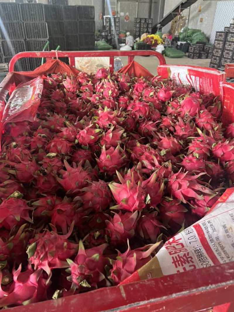 桂红龙，大红，大量走货！