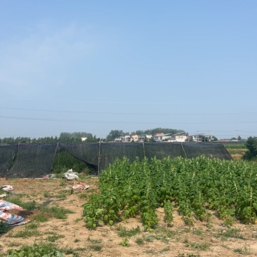 大葱1000亩地，优质大葱，希望前来合作