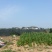 大葱1000亩地，优质大葱，希望前来合作