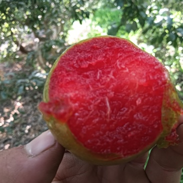味帝李子，30g以上