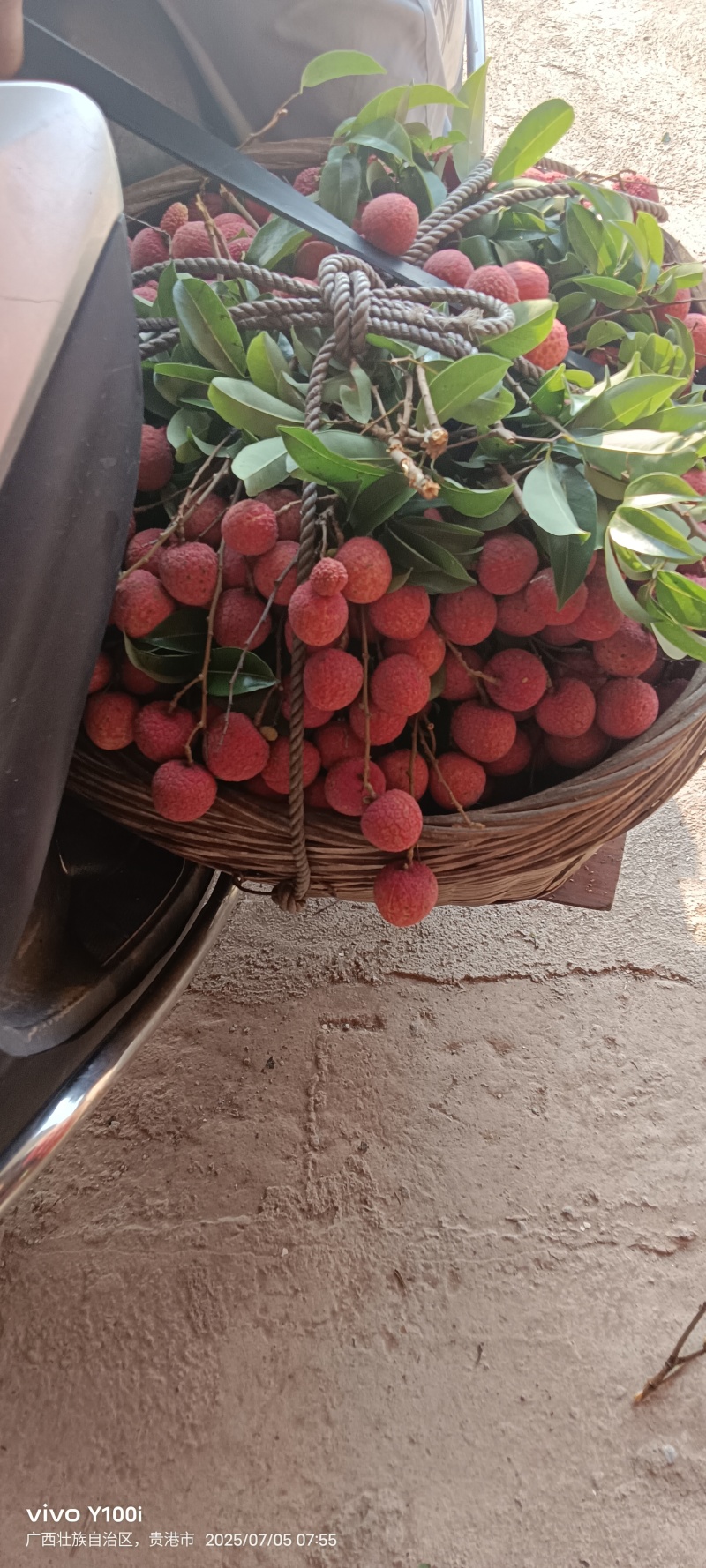 六月红荔枝