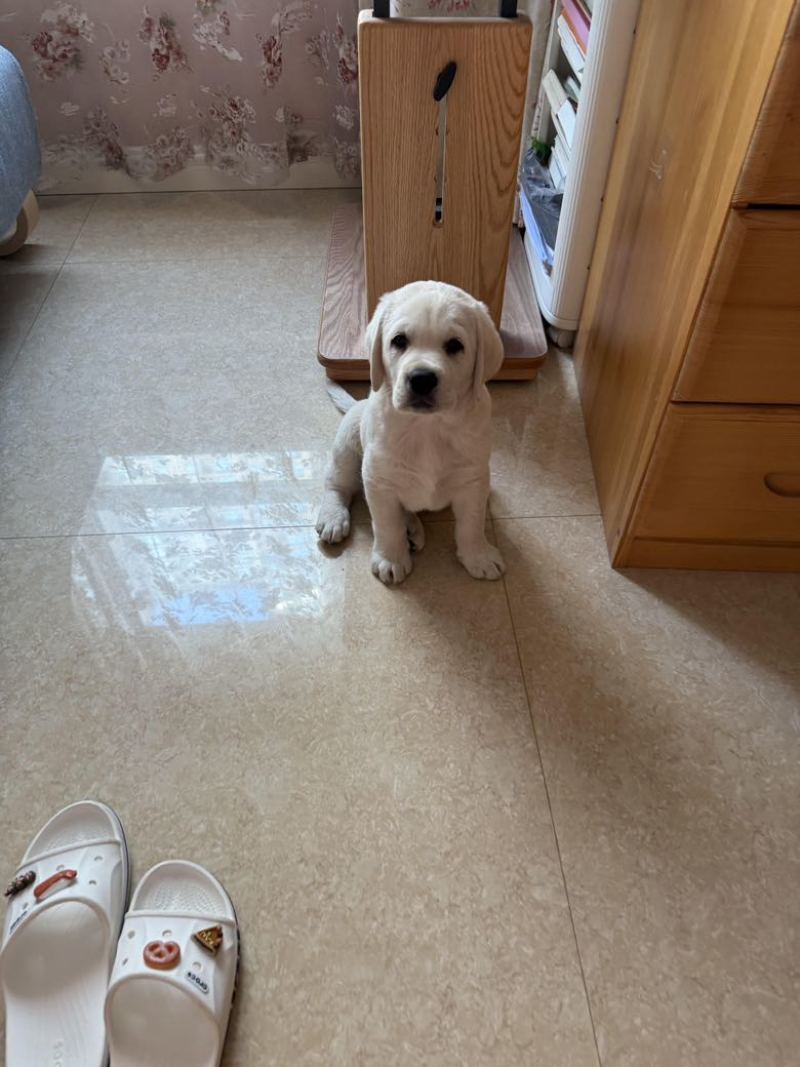 拉布拉多幼犬3个月左右3针银苗打齐了