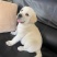 拉布拉多幼犬3个月左右3针银苗打齐了
